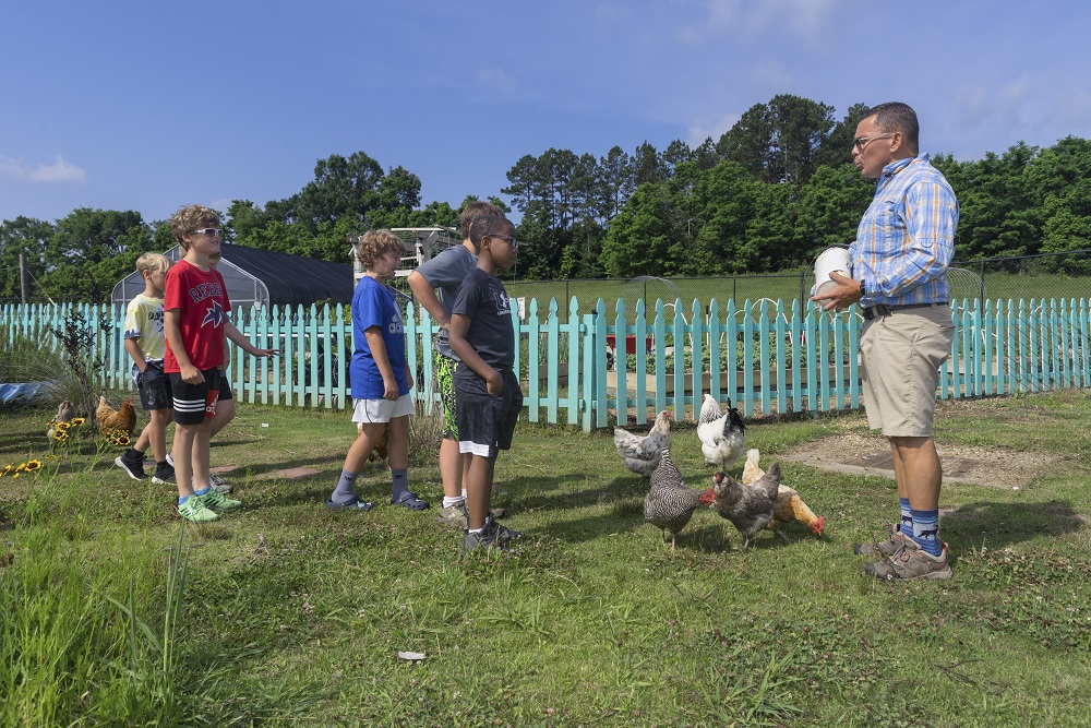 chickens with children 