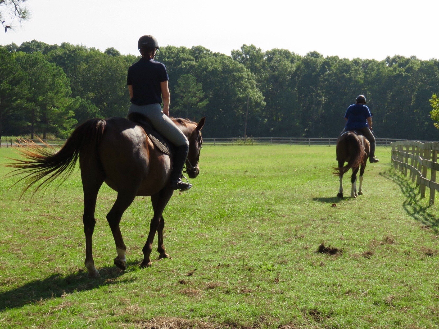 riding horses on sunny day