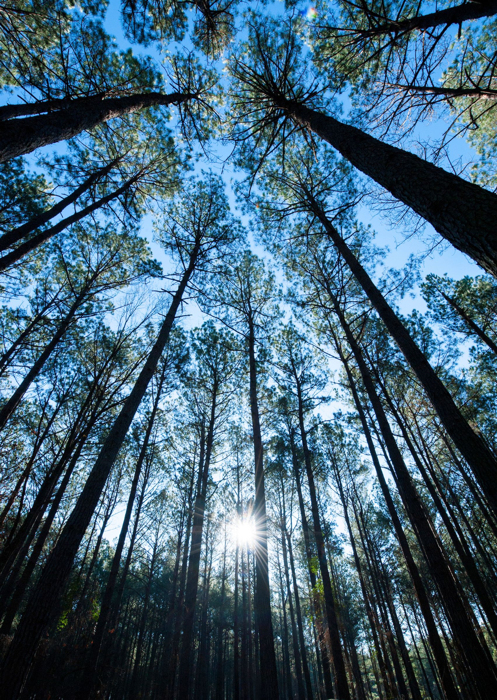 pine trees