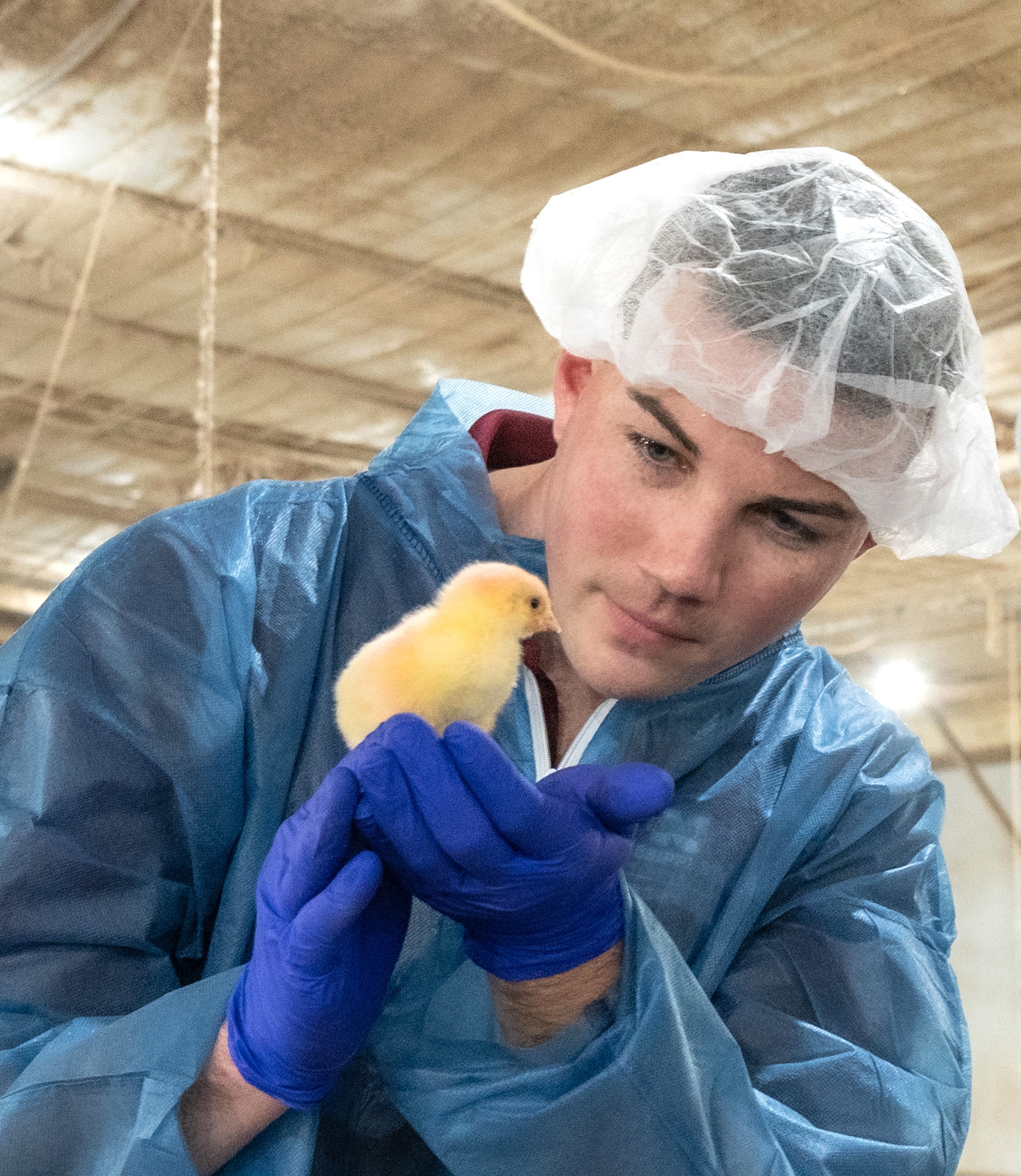 Veterinarian examines a baby chick