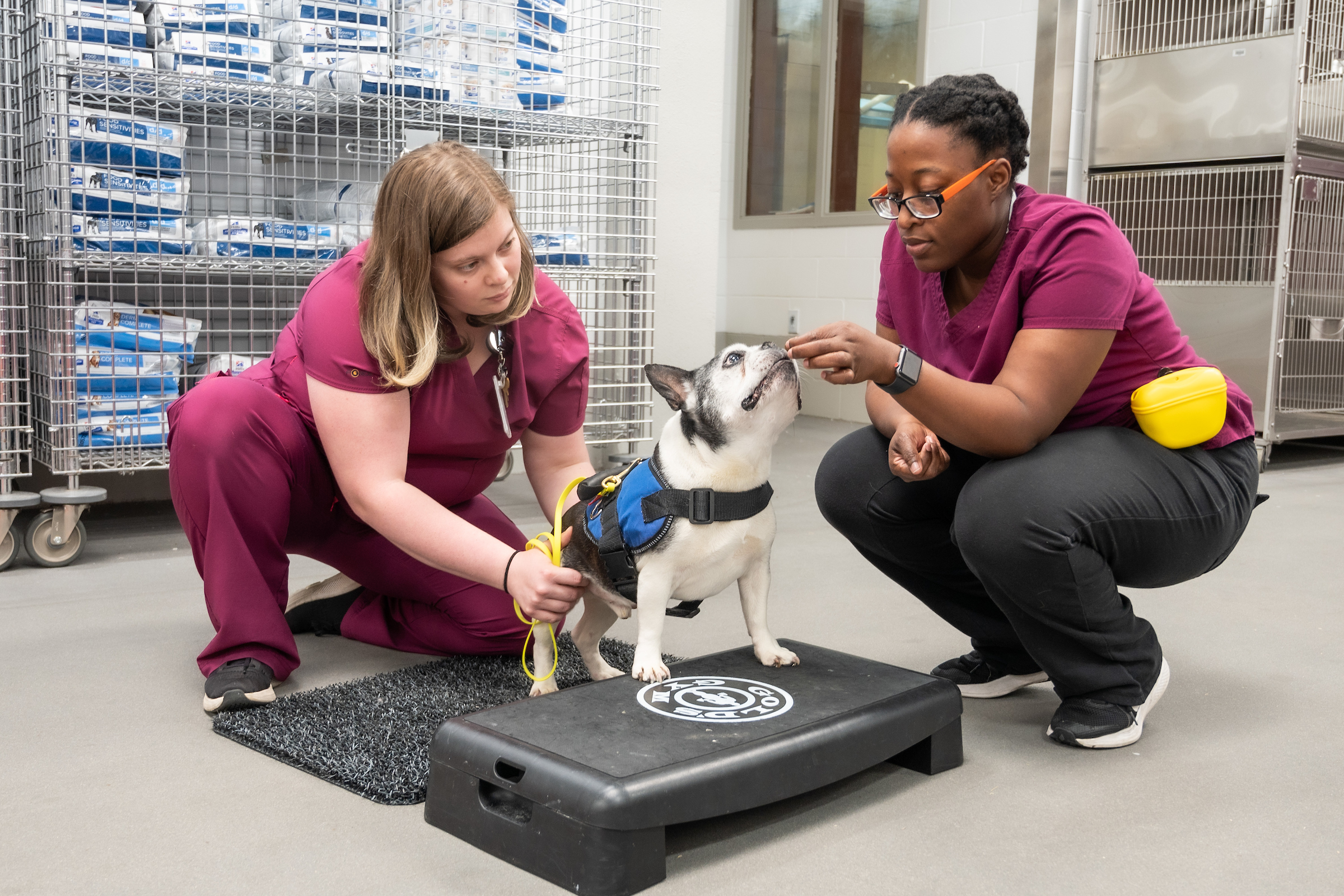 Animal health technician with french bulldog