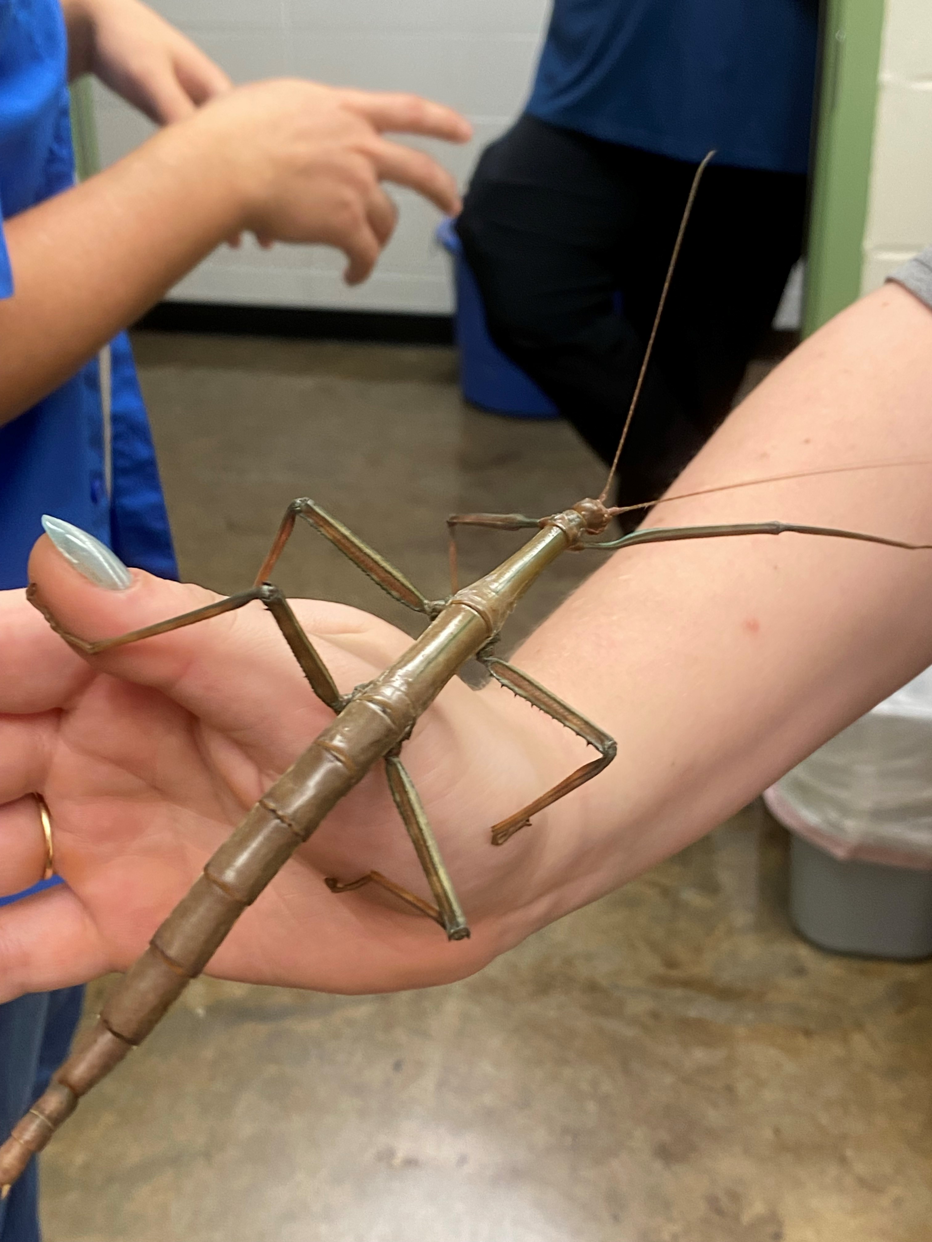 Bug that looks like a big stick
