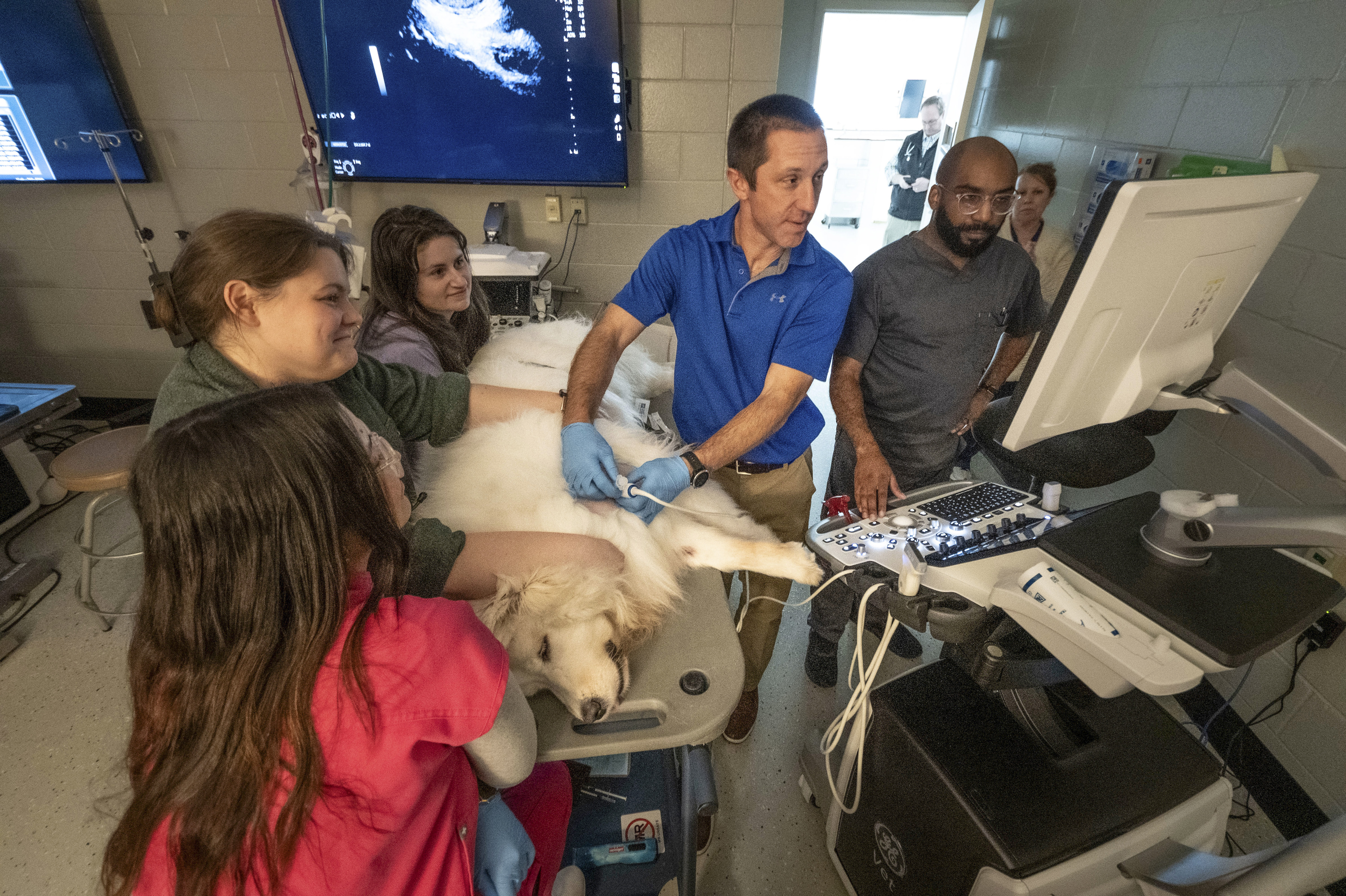 A veterinarian performs an ultrasound on a golden retriever while students look on.