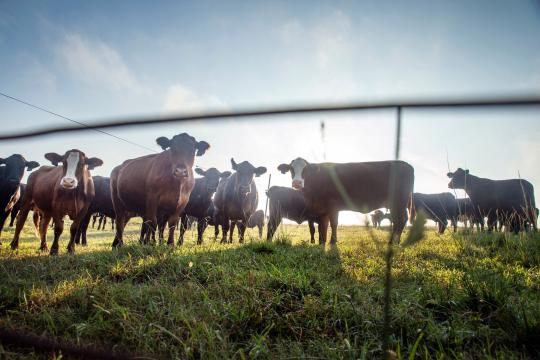 Cattle