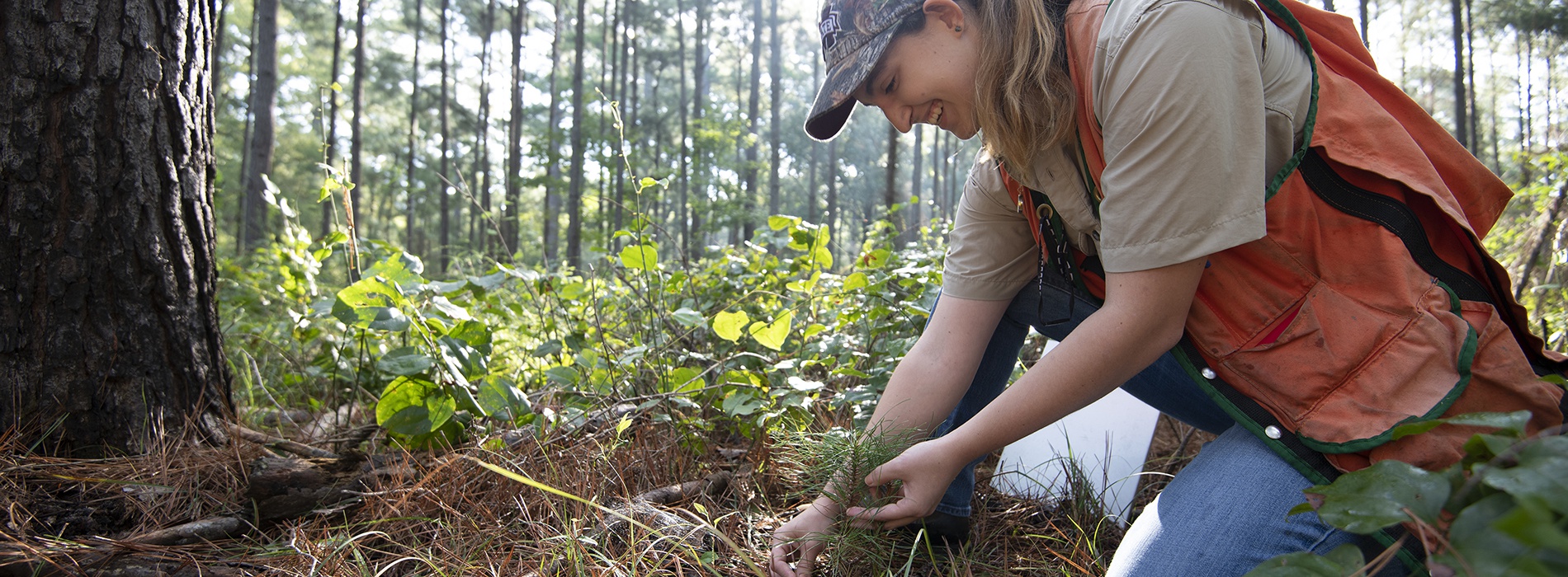 Forester examining small pine tree.