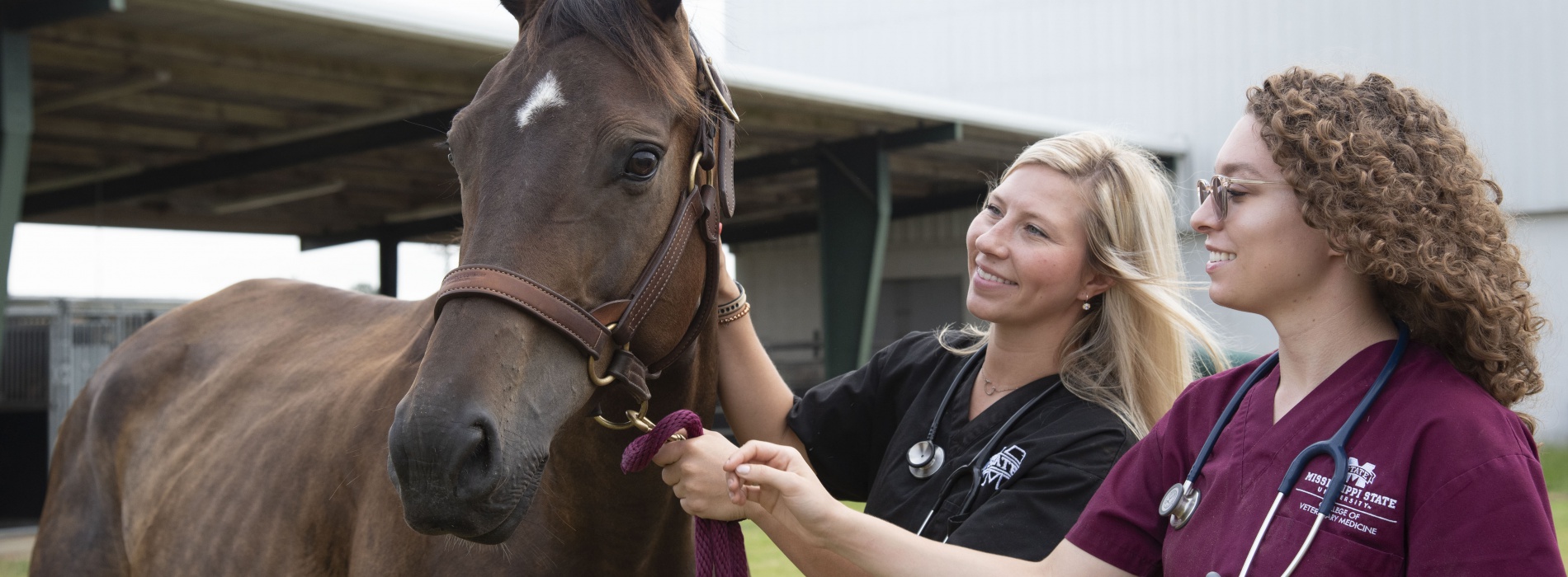 Two veterinarians with horse.